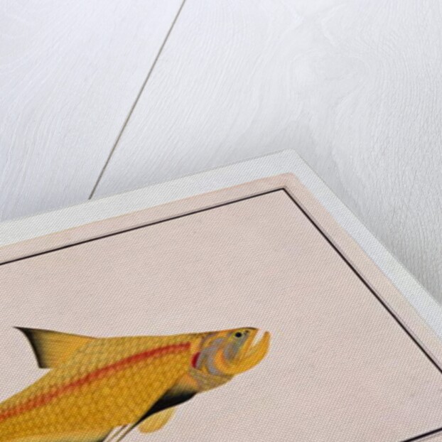 Eekan Bieung Bieung by School Chinese