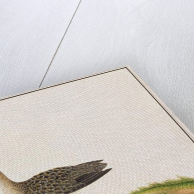 Wood Sandpiper by School Chinese