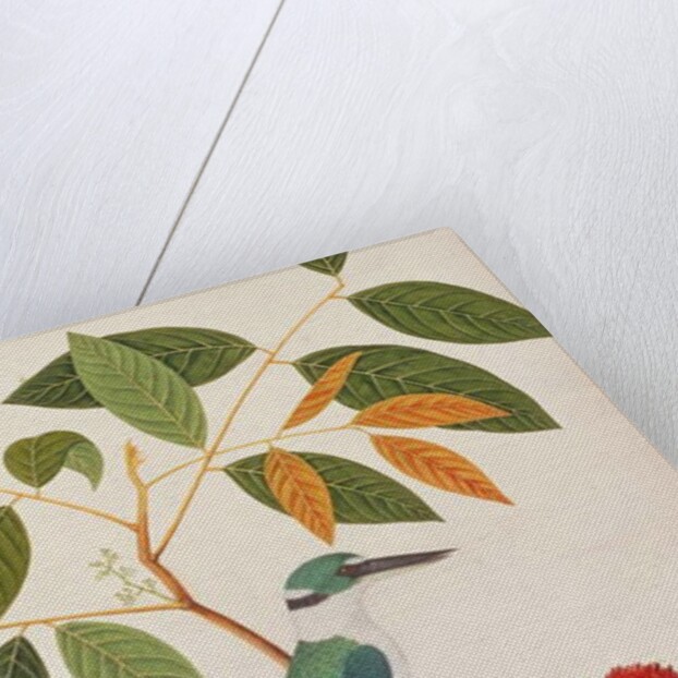 Collared Kingfisher by School Chinese