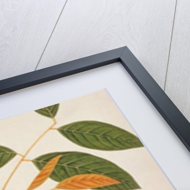 Collared Kingfisher by School Chinese