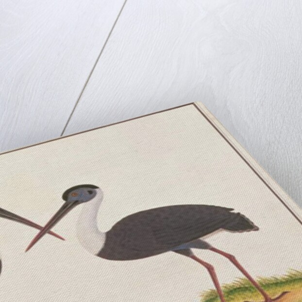 Woolly-necked Stork by School Chinese