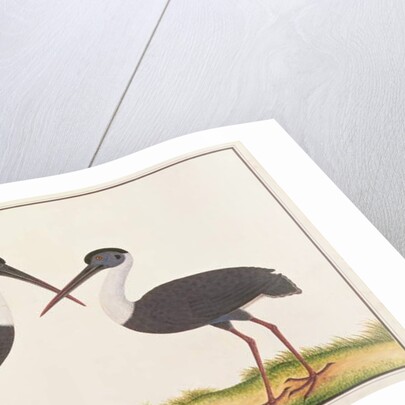 Woolly-necked Stork by School Chinese