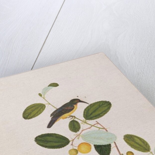 Red-throated Sunbird and Red-eyed Bulbul by School Chinese