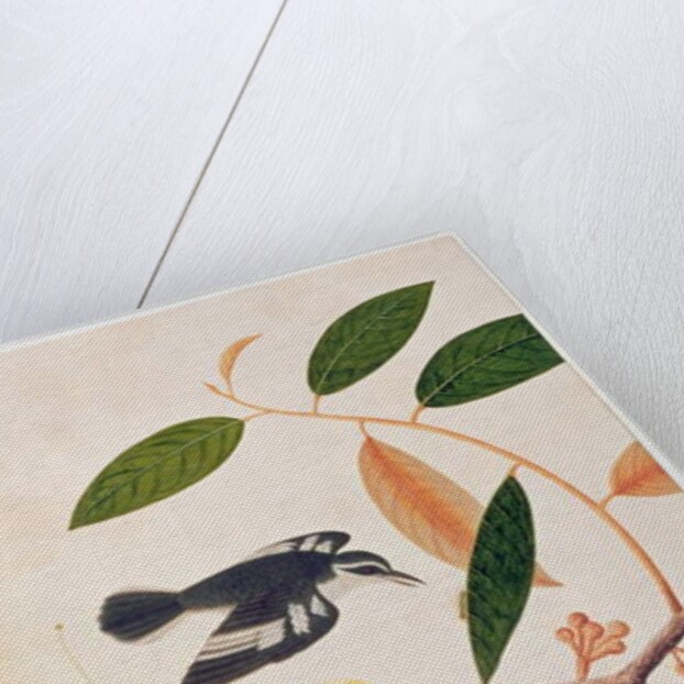 Durie zibethinus, Dorrian or Boorong Brass Brass by School Chinese