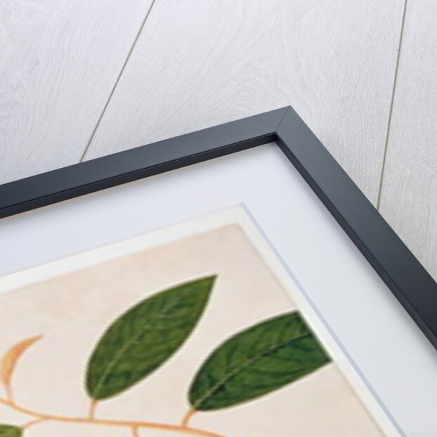 Durie zibethinus, Dorrian or Boorong Brass Brass by School Chinese