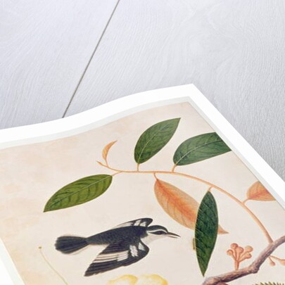 Durie zibethinus, Dorrian or Boorong Brass Brass by School Chinese