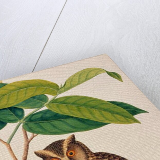 Jambooai-eri Pootih, Boorong Ketamboo Ketampin by School Chinese