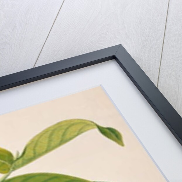 Jambooai-eri Pootih, Boorong Ketamboo Ketampin by School Chinese