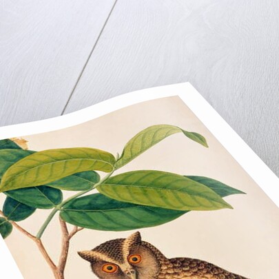 Jambooai-eri Pootih, Boorong Ketamboo Ketampin by School Chinese