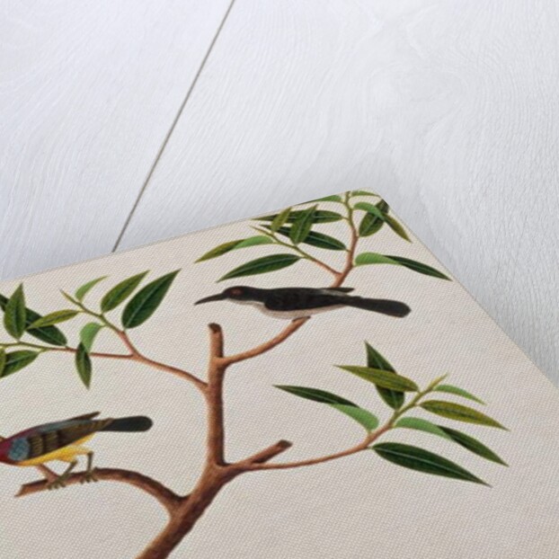 Humming Bird, Boorong cherichap by School Chinese