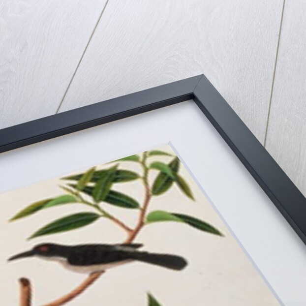 Humming Bird, Boorong cherichap by School Chinese