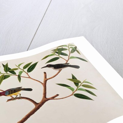 Humming Bird, Boorong cherichap by School Chinese