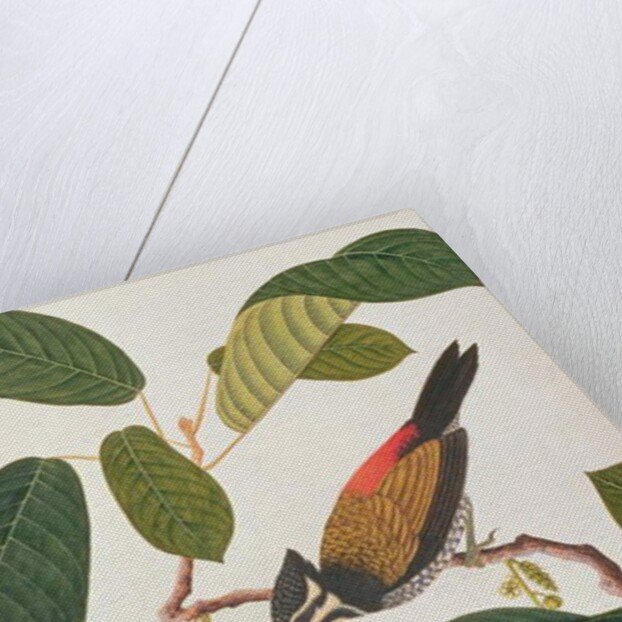 Common Goldenback by School Chinese