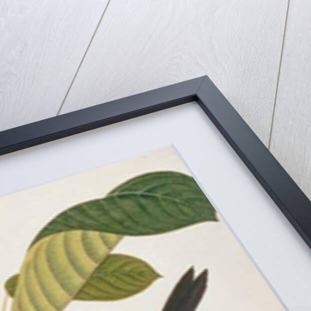 Common Goldenback by School Chinese