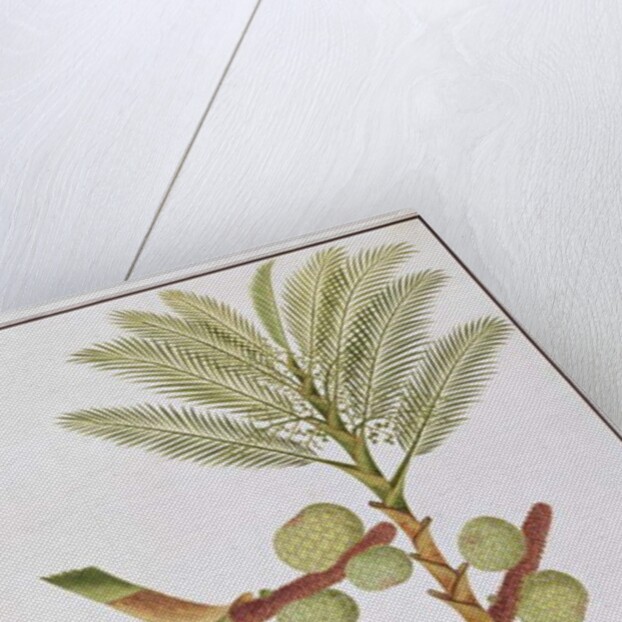 Sago by School Chinese