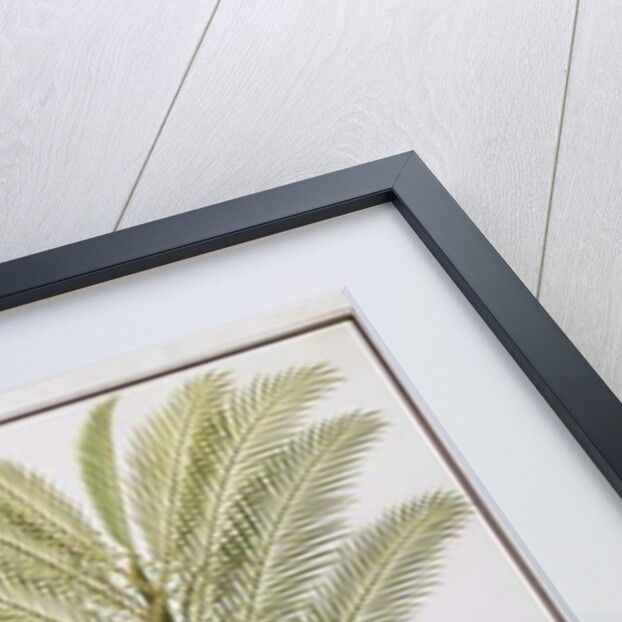 Sago by School Chinese