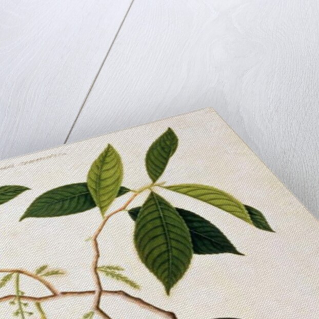 Kingfisher or Alced, Poko Booah Pootal, Boorong radja oodang by School Chinese