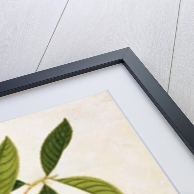 Kingfisher or Alced, Poko Booah Pootal, Boorong radja oodang by School Chinese