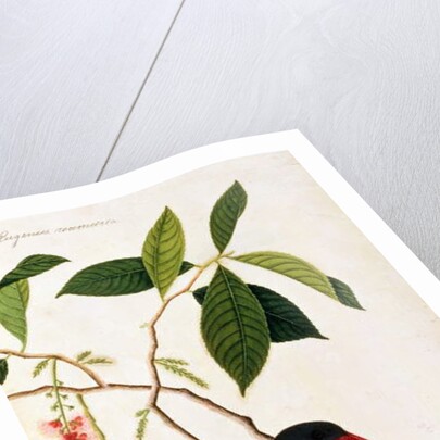 Kingfisher or Alced, Poko Booah Pootal, Boorong radja oodang by School Chinese