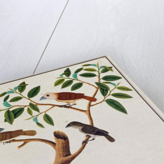 Scaly-breasted Munia, White-headed Munia, and Malaysian Honeyguide by School Chinese