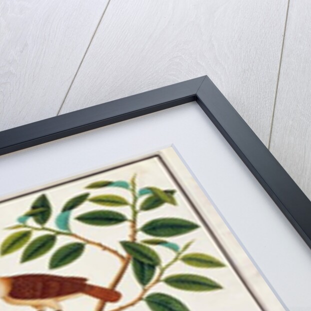 Scaly-breasted Munia, White-headed Munia, and Malaysian Honeyguide by School Chinese