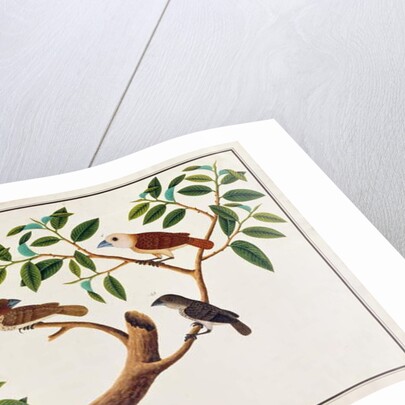 Scaly-breasted Munia, White-headed Munia, and Malaysian Honeyguide by School Chinese