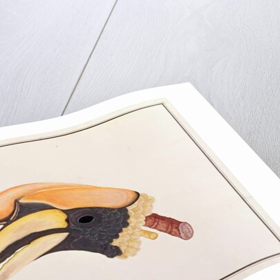 Great Hornbill by School Chinese