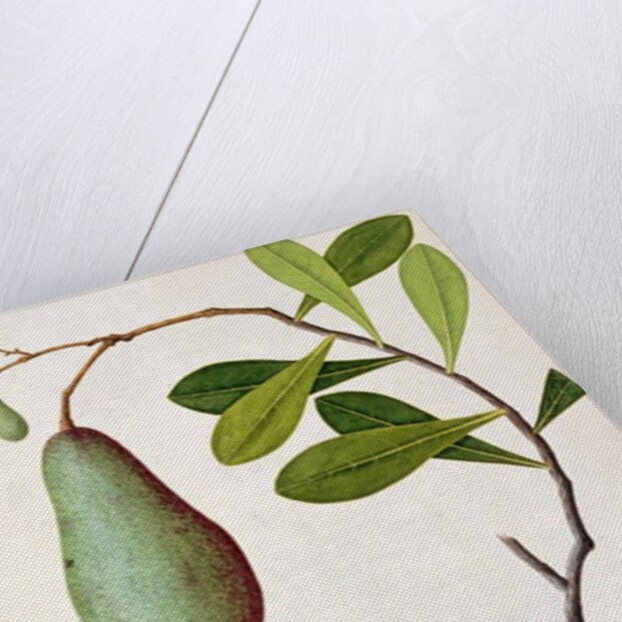 Java Dove or Boorah Poutaran by School Chinese