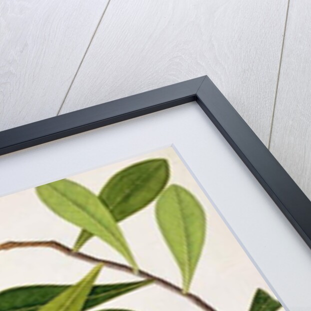 Java Dove or Boorah Poutaran by School Chinese