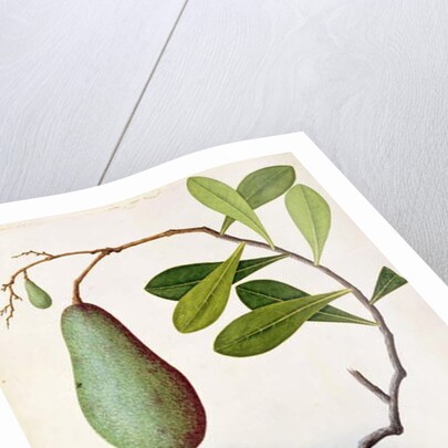 Java Dove or Boorah Poutaran by School Chinese