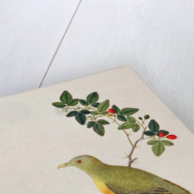 Large Green Pigeon by School Chinese