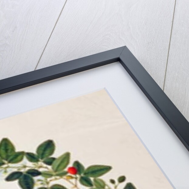 Large Green Pigeon by School Chinese