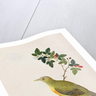 Large Green Pigeon by School Chinese