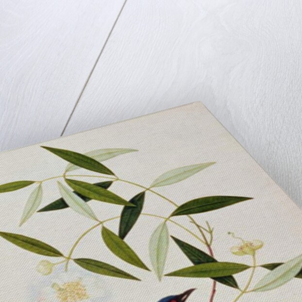 Boorah Farleeh by School Chinese