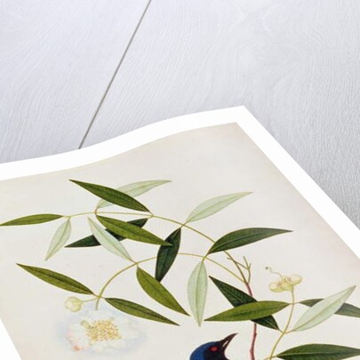 Boorah Farleeh by School Chinese