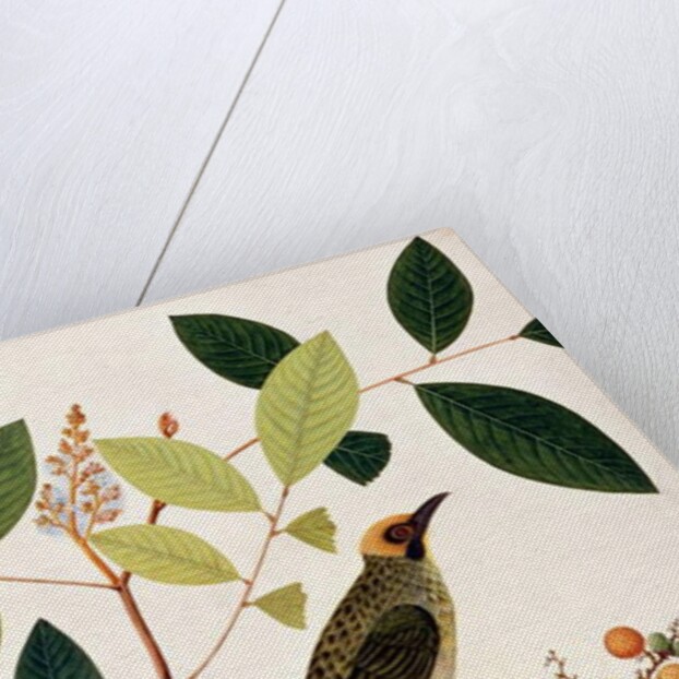 Mata Cooching by School Chinese