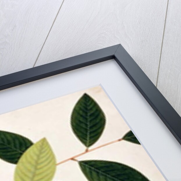 Mata Cooching by School Chinese