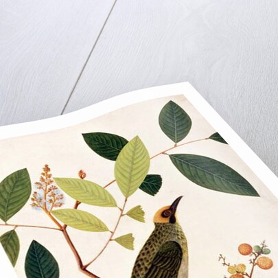 Mata Cooching by School Chinese