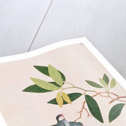 Java Sparrow by School Chinese