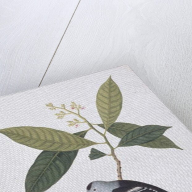 Booah Nawa Hawa by School Chinese