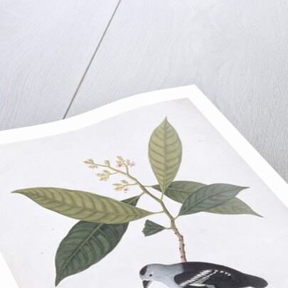 Booah Nawa Hawa by School Chinese