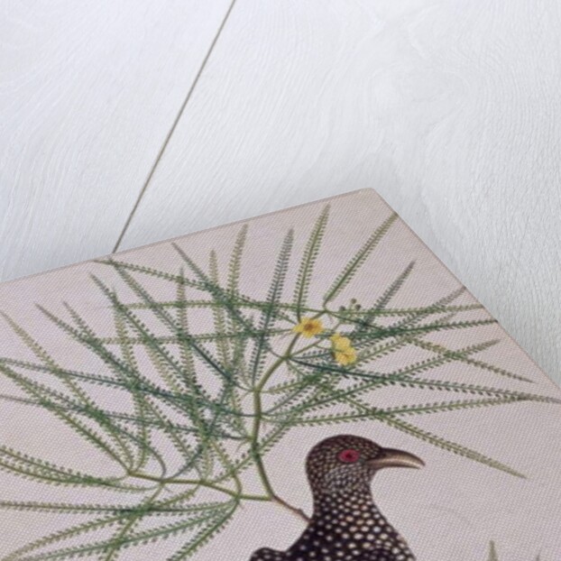 Taja Walie by School Chinese