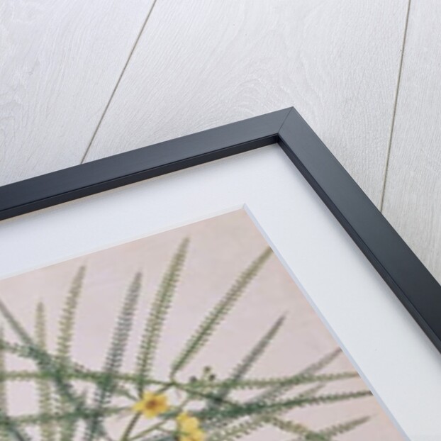 Taja Walie by School Chinese