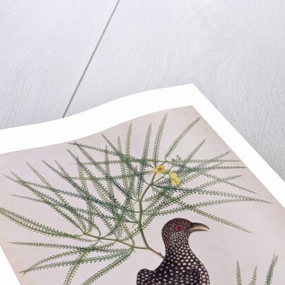 Taja Walie by School Chinese