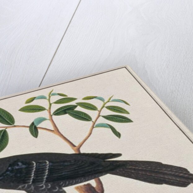 Koel by School Chinese