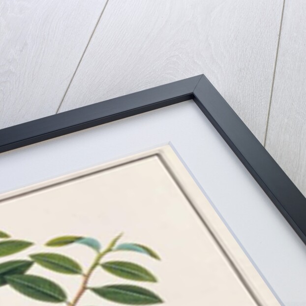 Koel by School Chinese