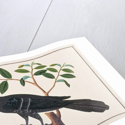 Koel by School Chinese