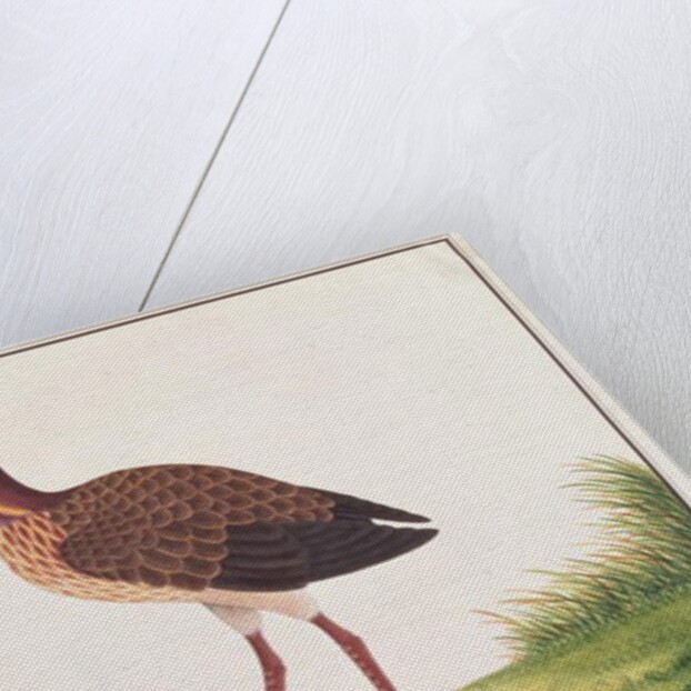 Black Bittern by School Chinese