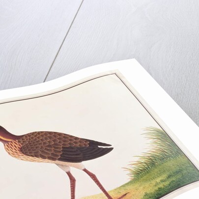 Black Bittern by School Chinese