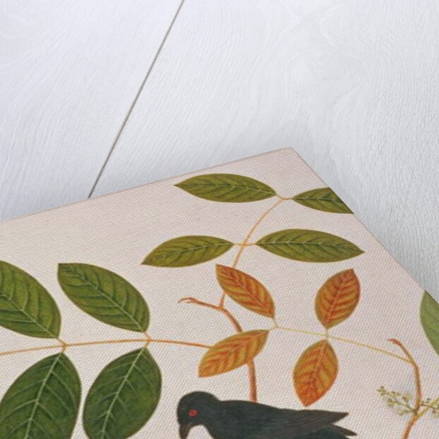 Crow-billed Drongo by School Chinese